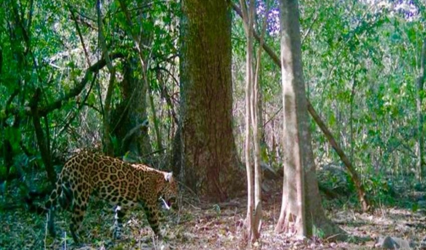 Promueve Gobierno de Tamaulipas programas de conservación de&nbsp;fauna