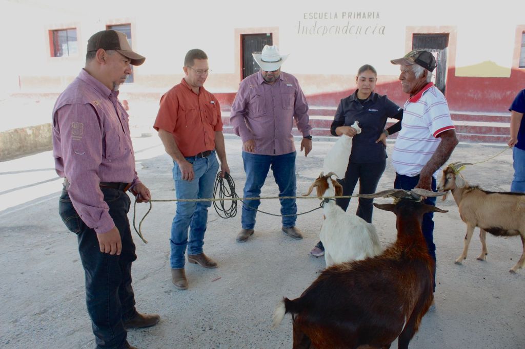 Impulsan evaluación reproductiva de sementales caprinos en&nbsp;Jaumave